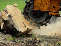 Stump Removal