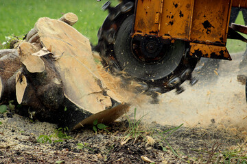 Stump Removal: What You Need to Know